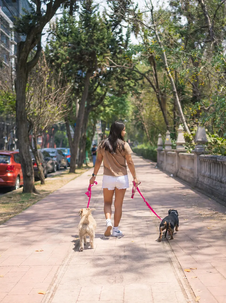 Uma mulher passeia com dois cachorros com guias fúcsia por uma avenida arborizada.