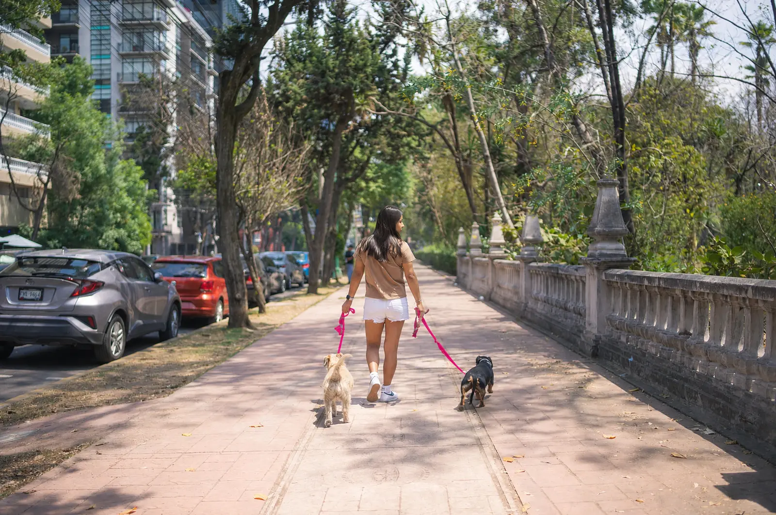 Com a Sapiens: Uma mulher passeia com dois cachorros com guias fúcsia por uma avenida arborizada.